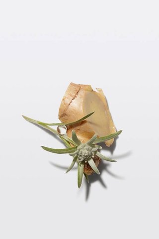 GENESIS_EDELWEISS
